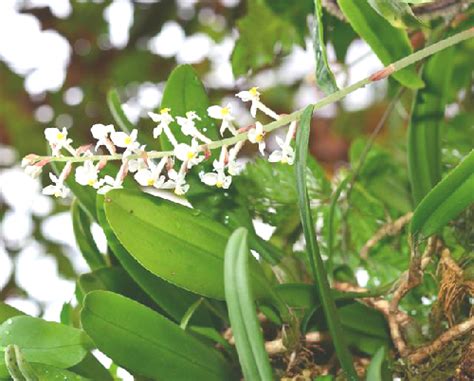 血葉蘭種植|血葉蘭屬 (Ludisia) 照顧，種植，繁殖，開花時間